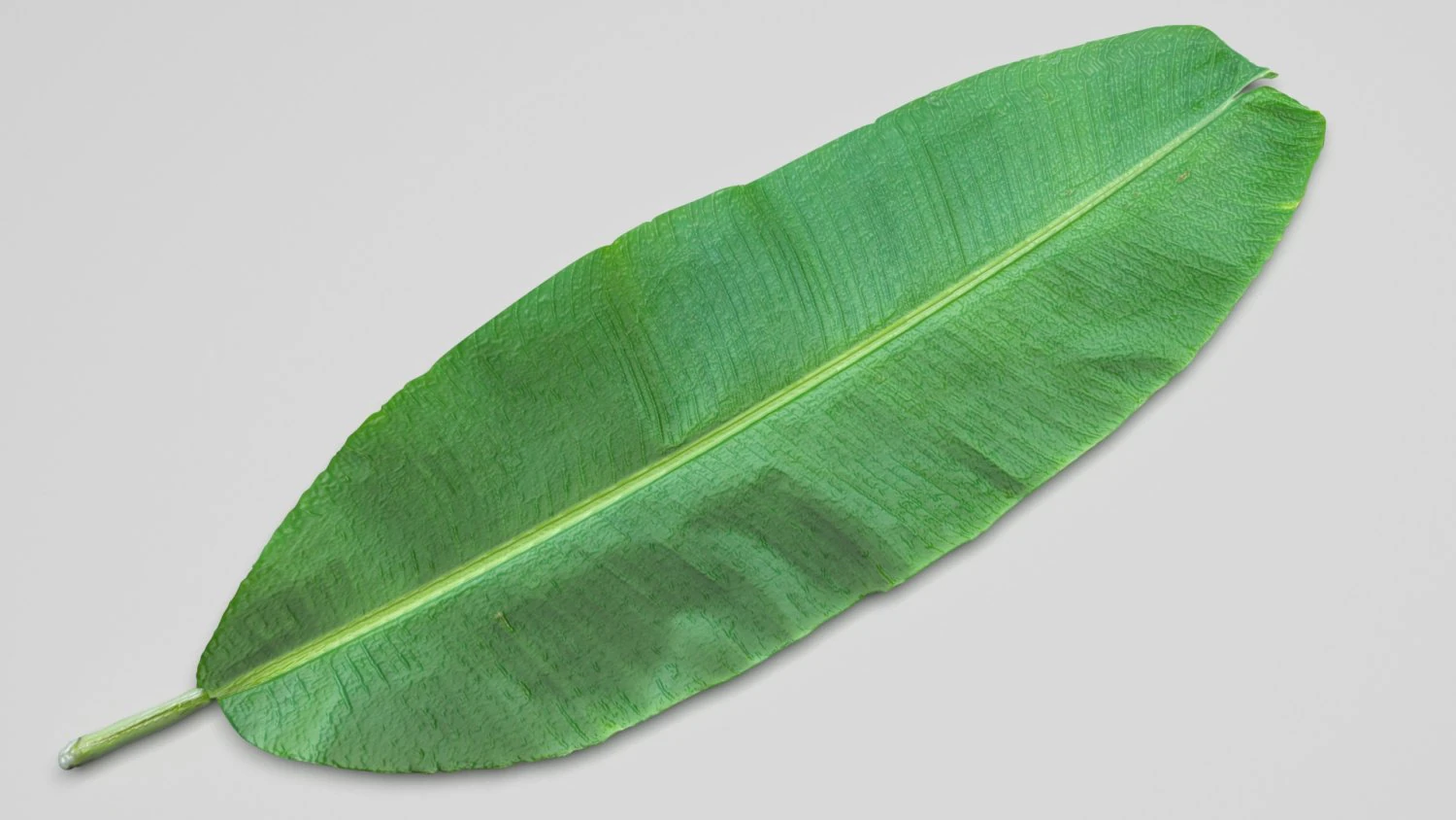 Banana Leaf 3D Model .c4d .max .obj .3ds .fbx .stl .blend 