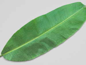 Banana Leaf 3Dモデル