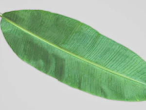 Banana Leaf 3D Model