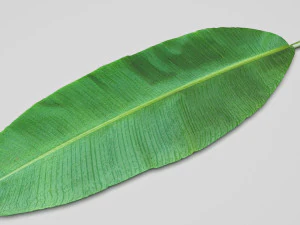 Banana Leaf 3D Model