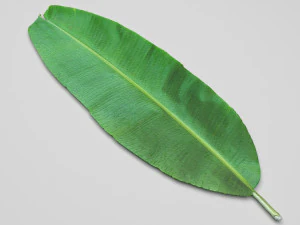 Banana Leaf 3D Model