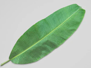 Banana Leaf 3D Model