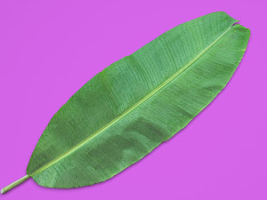 Banana Leaf 3D Modell