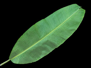 Banana Leaf 3D Modell