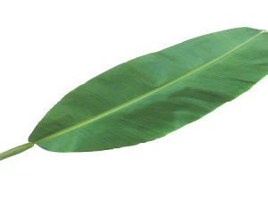 Banana Leaf 3D Model