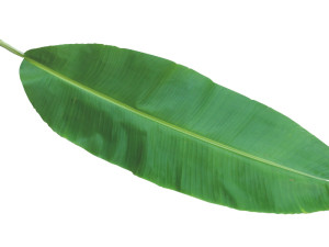 Banana Leaf 3D Modell