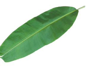 Banana Leaf 3D Model