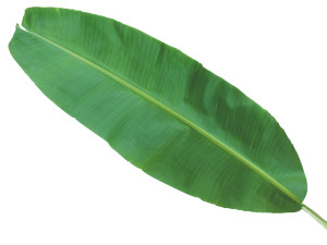 Banana Leaf 3D Modell