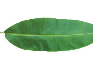 Banana Leaf 3D Modell