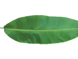 Banana Leaf 3D Model