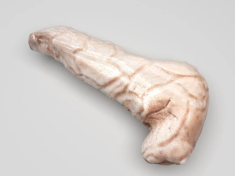 Pancreas 3D Model