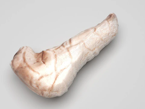 Pancreas 3D Model