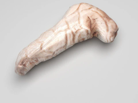 Pancreas 3D Model