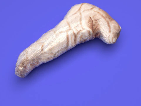 Pancreas 3D Model