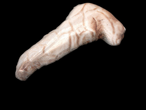 Pancreas 3D Модель