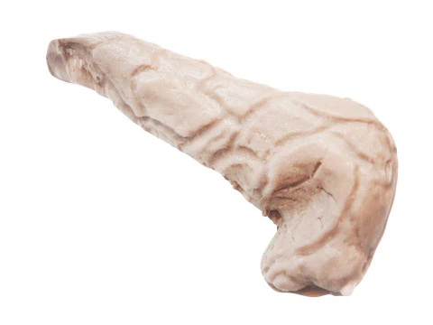 Pancreas 3D Model