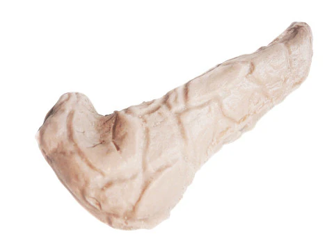 Pancreas 3D Model