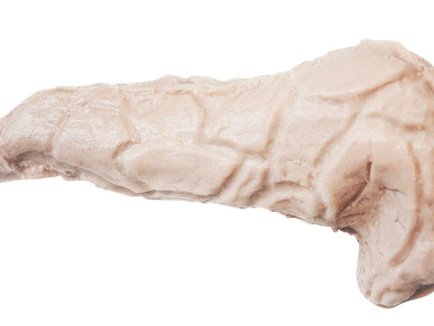 Pancreas 3D Модель