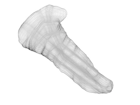 Pancreas 3D Model