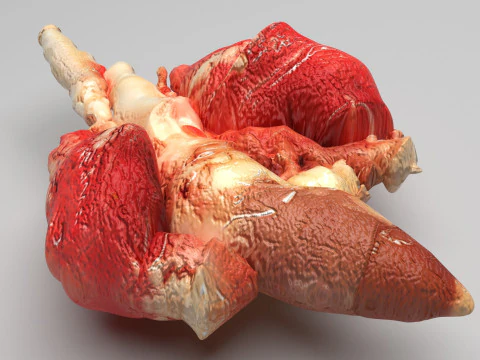 鶏の肺 3Dモデル