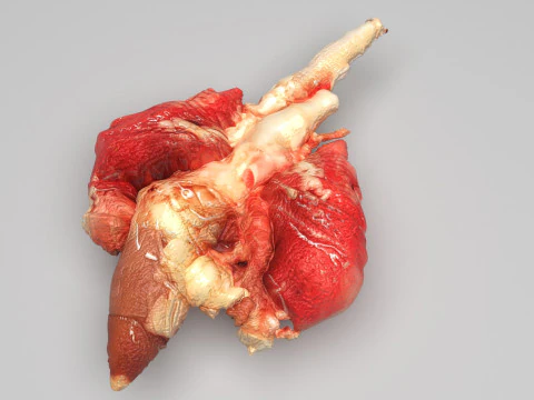 Chicken Lungs 3D Model