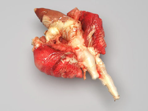 Chicken Lungs 3D Model