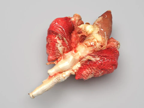 Chicken Lungs 3D Model