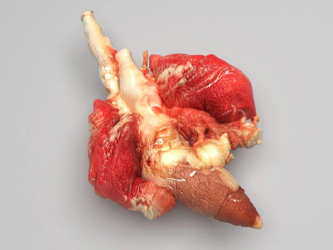 Chicken Lungs 3D Model
