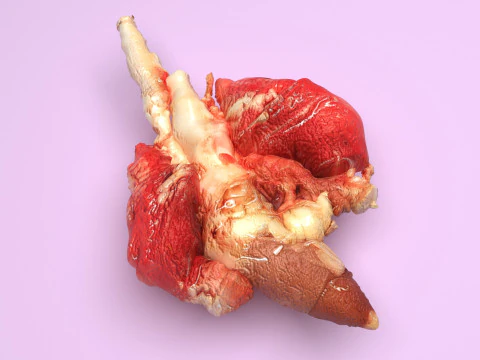 Chicken Lungs 3D Model