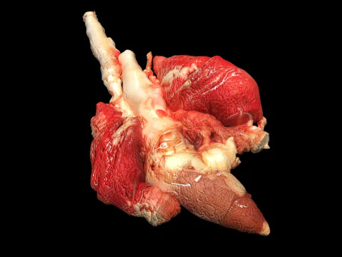 Chicken Lungs 3D Model
