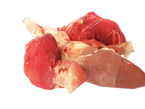 Chicken Lungs 3D 모델