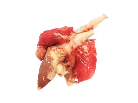Chicken Lungs 3D Model