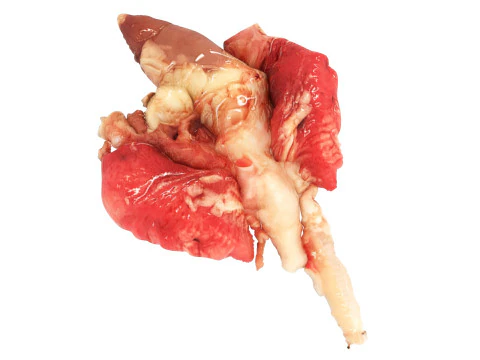Chicken Lungs 3D Model