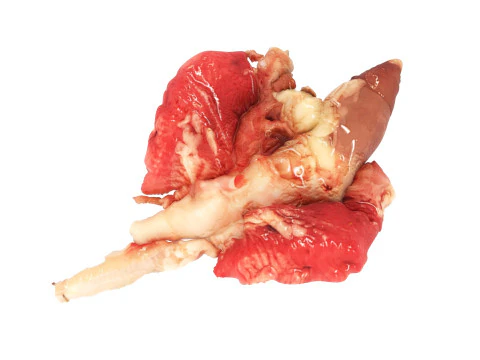 Chicken Lungs 3D Model