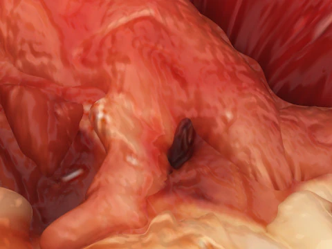 Chicken Lungs 3D Model