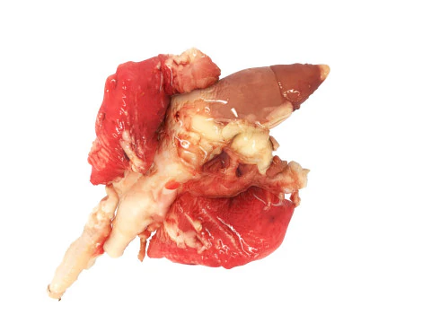 Chicken Lungs 3D Model