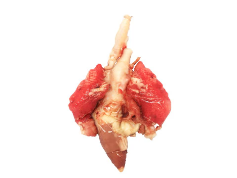 Chicken Lungs 3D Model