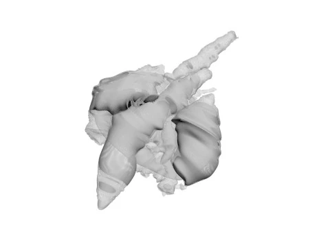 Chicken Lungs 3D Model