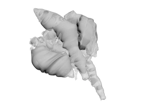 Chicken Lungs 3D Model