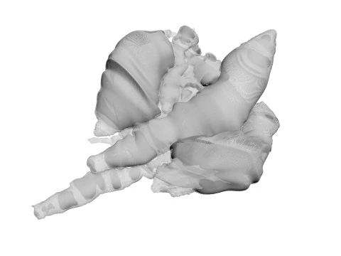 Chicken Lungs 3D Model