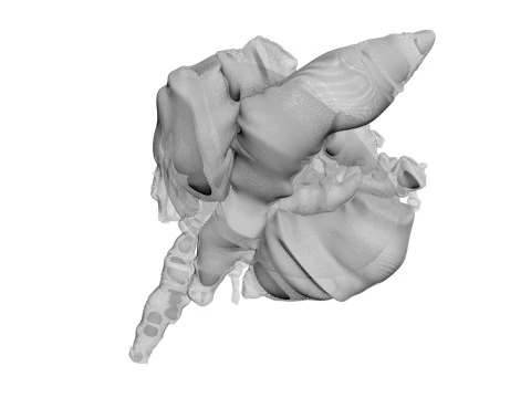 Chicken Lungs 3D Model