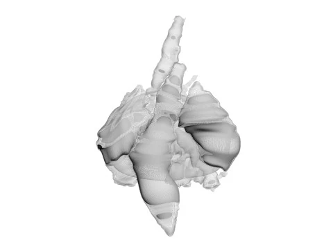 Chicken Lungs 3D Model