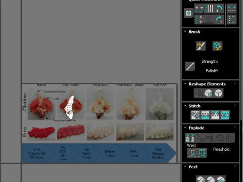 Chicken Lungs 3D Model