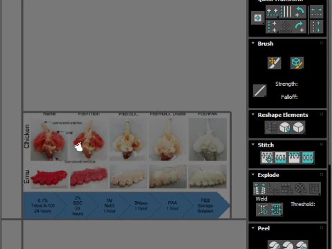 Chicken Lungs 3D Model