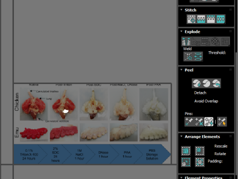 Chicken Lungs 3D 모델