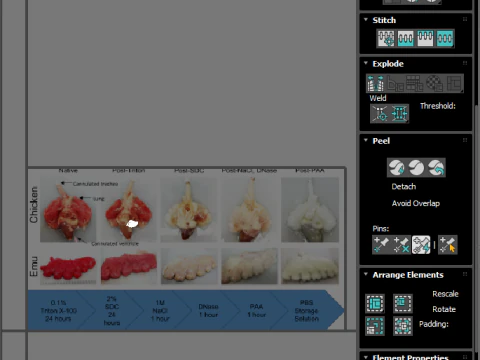 Chicken Lungs 3D Model