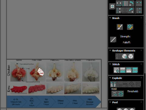 Chicken Lungs 3D 모델