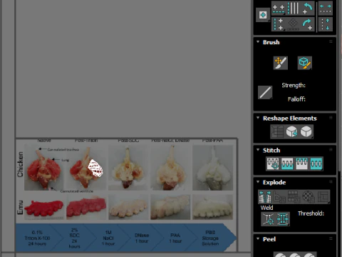 Chicken Lungs 3D Model