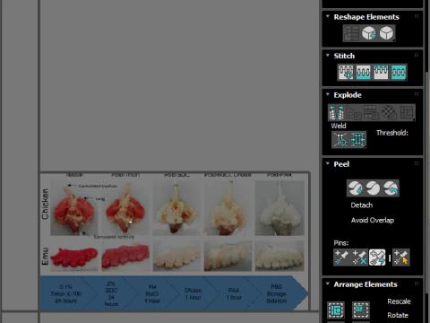 Chicken Lungs 3D Model