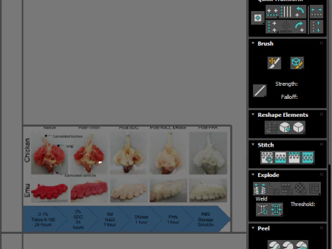 Chicken Lungs 3D Model